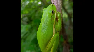 Sleepy Tree Frog #shorts