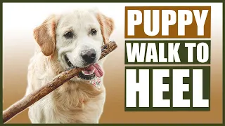 GOLDEN RETRIEVER TRAINING! How To Train Your Golden Retriever Puppy To Walk To Heel!