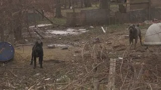 Заметив двух привязанных собак, пожарные не имели права забрать их с собой и им предстояла.....