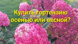 💐Почему я предпочитаю осеннюю посадку и покупку гортензий?🍁