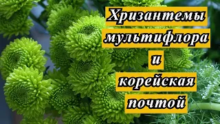 Сад хризантем. Хризантема мультифлора и  корейская почтой. Купить хризантемы