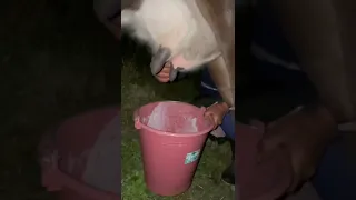 Doña Empera sacando la leche en la noche #shorts