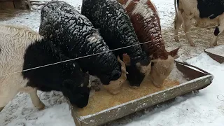 Проблемы холодной зимовки быков.