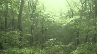 【癒し系】自然音 雨の森