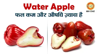 Water Apple फल कम और औषधि ज़्यादा है | Health Benefits of Water Apple | Rose Apple Benefits