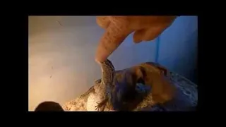 Lizard Bites Finger || ViralHog