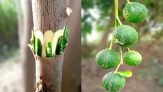 Orange Grafting Techniques (100%Success) | How To Graft Citrus Tree (Easy grafting) | Bud Grafting