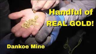 #291  Exploring Dankoe part 5    A handful of real Gold!