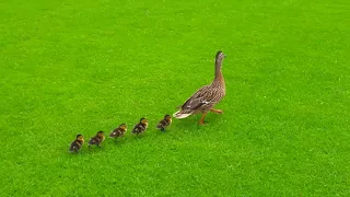 Hampton Ducklings 2018