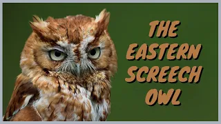 Eastern Screech-Owl: Everything you need to know | ID, Call/Song/Trill, Flying, Eating, Mating, Nest