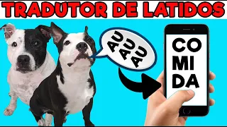 TRADUTOR de LATIDOS PARA CACHORROS Testando Aplicativos