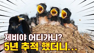 [특집] 제비 5년 추적 프로젝트 16g의 기적 Full.ver