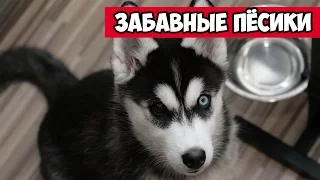 Смешные собаки, вирусные видео, еженедельный сборник, апрель 2017 | Bazuzu Video