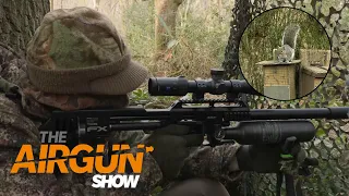 The Airgun Show – springtime grey squirrel control, PLUS the Gamo Roadster Swarm Gen2…