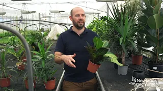 Everything you need to know about caring for houseplants  - Newlands Nursery