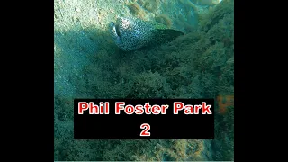 Phil Foster Park is our favorite snorkeling place to date!  Moray eels, Sea Cucumber, and Eagle Rays