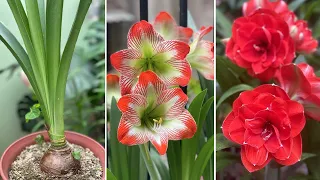 FQA: Why Does My Amaryllis Do Not Rebloom?  Episode 1