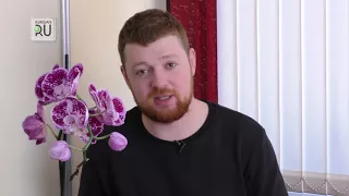 Орхидея: где ее главное место в доме?