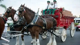 Budweiser Clydesdales singing at Sun-N-Fun