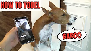 How To Teach Your BASENJI Dog to Yodel, Baroo, Howl, Sing!