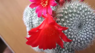 Кактус Rebutia Ребуция