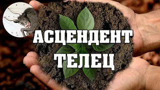 Асцендент в знаке Тельца ♉  Восходящий Телец 👉 Описание характера и внешности ❗ Узнай свой Асцендент