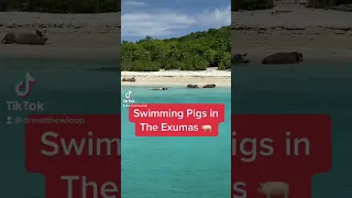 Swimming Pigs in The Exumas 🐖