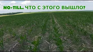 Кукуруза No-Till. Что с этого получилось...