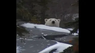 Polar Bear Police Force