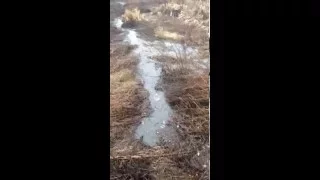 Село Хотів, каналізаційні води із квартир будинків які знаходяться в центрі села (оперативна зйомка)