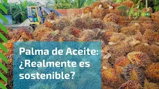 Palma de Aceite: ¿Realmente es sostenible?- TvAgro por Juan Gonzalo Angel