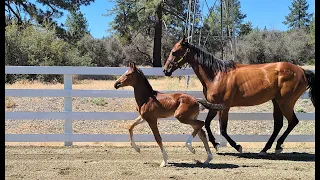 Jameson RS2 x Bellissimo M x Sir Donnerhall 2022 GOV colt shown with surrogate mare