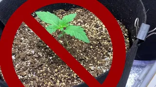 10 Mistakes to avoid on your Cannabis grow.