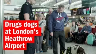 Drugs dogs at London's Heathrow Airport | How London Works | Time Out London