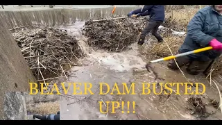 removal of a massive beaver dam!! 1/22/23