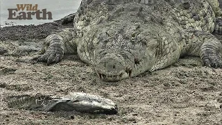 WildEarth - Sunrise Safari - November 26, 2019