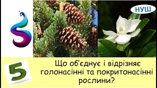 Що об'єднує і чим відрізняється голонасінні і покритонасінні?