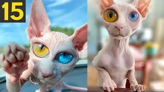 15 RARE and UNIQUE Cat Breeds that actually exist