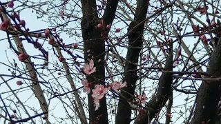 Высоцкий Владимир. Поздно говорить и смешно... Стихи