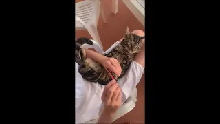 Adorable Cat Getting Nail Smoothing With File