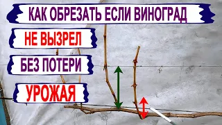 🍇 Как ОБРЕЗАТЬ ВИНОГРАД который НЕ ВЫЗРЕЛ. Что сделать, чтобы был УРОЖАЙ в следующем году.