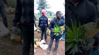 Pineapple harvesting and loading