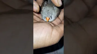 Finch egg binding  problem😔😔#birdkeeping #bird #viral # ytshorts