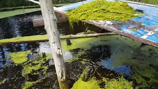 Duckweed Removal, cheap and simple.