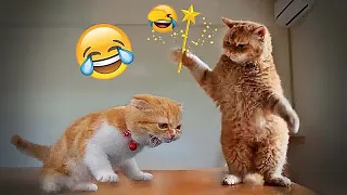 😘😆 Funny Dog And Cat Videos 😂🐶 Funny Animal Moments 2024 #10