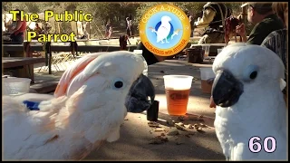 Your cockatoo is so well behaved! | Ep.60: The Public Parrot | Cockatude: Cockatoos with Attitude