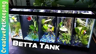 Divided betta tank setup | split betta fish tank [20 gallon]