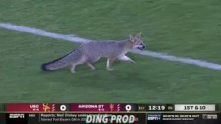 THERE IS A FOX ON THE FIELD