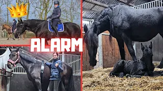 I don't want to miss it! | Cute filly | Last time? | Saly is angry😡 | Friesian Horses