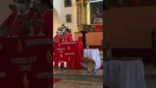 Perrito se robó pan de la iglesia durante una misa y quedó en video 💛 #shorts #viralshorts #perros
